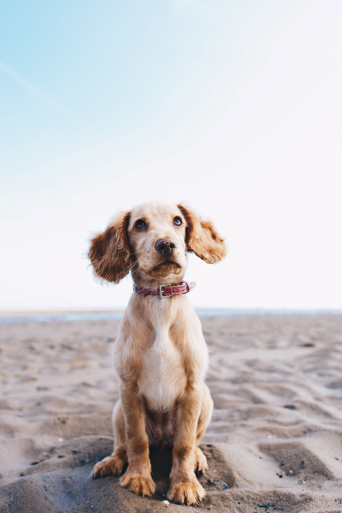 puppy dog eyes